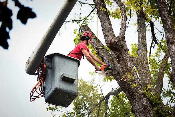 Best Stump Grinding and Removal  in St Elmo, IL